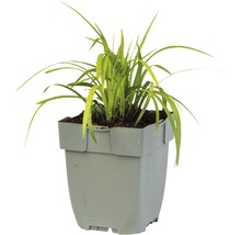 Leliegras Liriope muscari 'Monroe White' Ø 11 cm