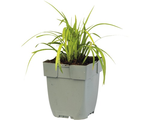 Kamerplant in pot met langwerpige bladeren