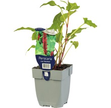 Duizendknoop Blackfield in pot