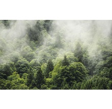 Dicht bos met mist