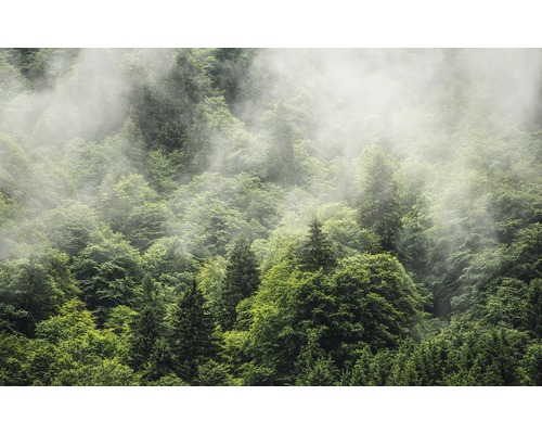 KOMAR Fotobehang vlies PSH061-VD4 Forest Land 400x250 cm