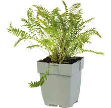 Groene eikvaren in een pot