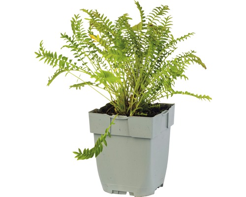 Groene eikvaren in een pot