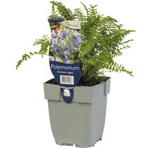 Gepotte Hemelladder ''Northern Lights''-plant