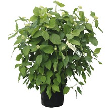 FLORASELF Hortensia Hydrangea arborescens 'Annabelle' H 80-100 cm