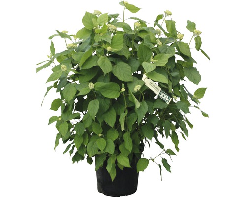 FLORASELF Hortensia Hydrangea arborescens 'Annabelle' H 80-100 cm