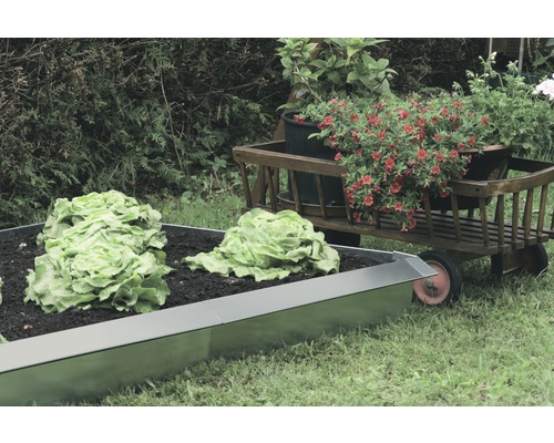 Metalen plantenbak met sla en een bolderkar met bloemen in de tuin.