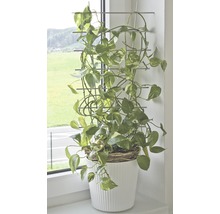 FLORASELF® Plantenhouder metaal, 77 x 34 cm