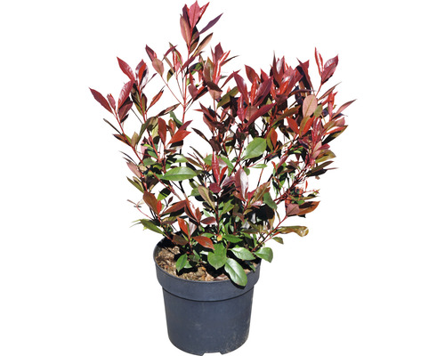 Glansmispel in een pot