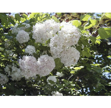 FLORASELF® Sneeuwbal Viburnum opulus 'Roseum' potmaat Ø24 cm