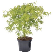Japanse esdoorn in pot