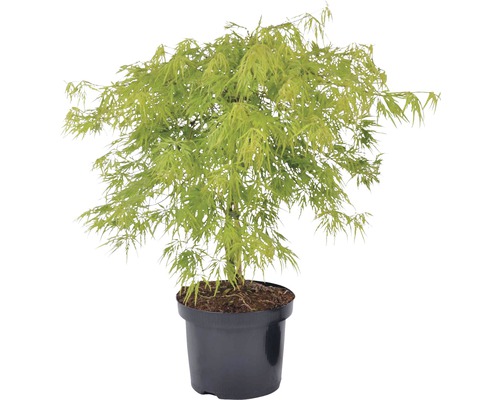 FLORASELF® Japanse esdoorn Acer palmatum 'Dissectum virdis' potmaat Ø17 cm