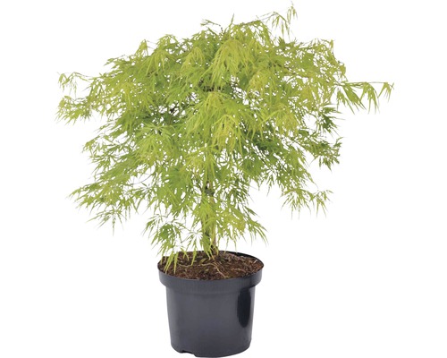 FLORASELF® Japanse esdoorn Acer palmatum 'Dissectum virdis' potmaat Ø17 cm Japanse esdoorn in pot