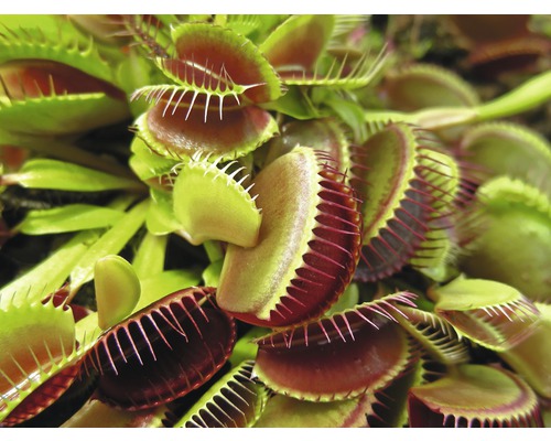 Venus vliegenval close-up