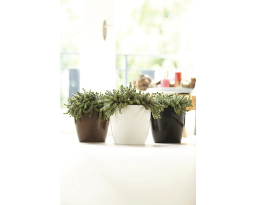 Drie potten met vetplanten staan op een tafel.