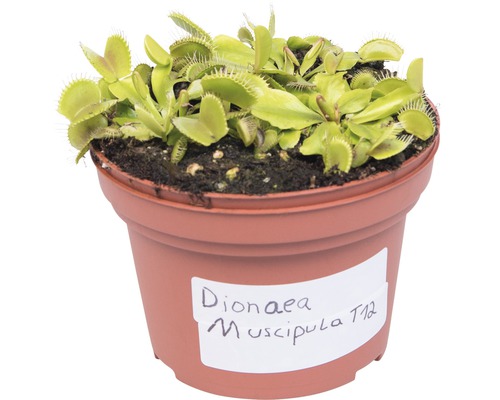 Venusvliegenvanger in pot, vleesetende plant