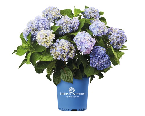 ENDLESS SUMMER Hortensia - Hydrangea 'Original Blue' potmaat Ø23 cm