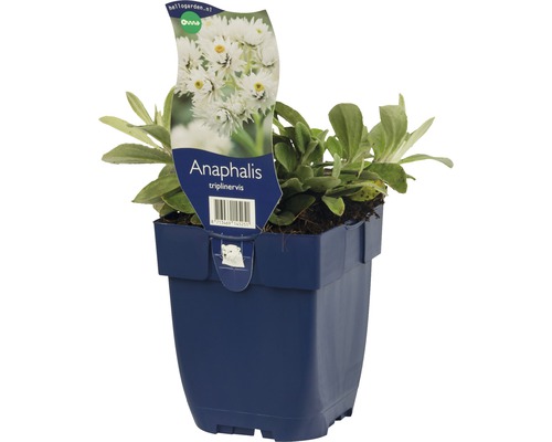 Anaphalis triplinervis in pot
