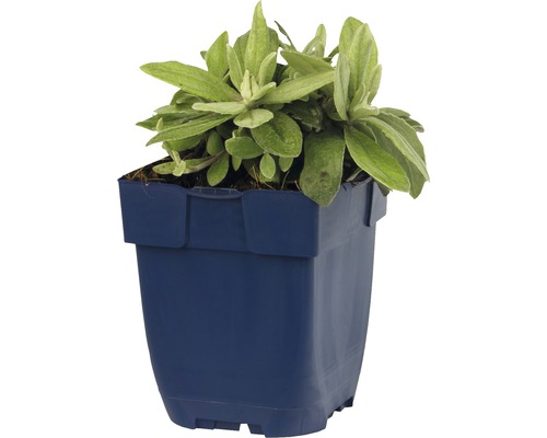 Aubrieta in plantenpot