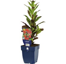 Lobelia in pot
