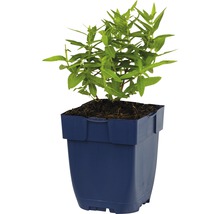 Planten in pot