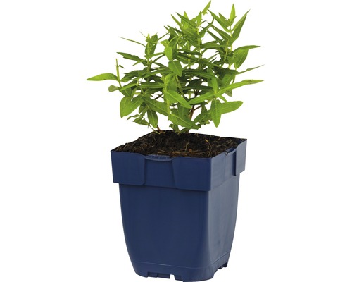 Planten in pot