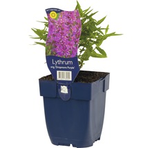 Kattestaart in pot