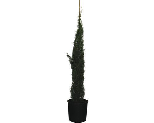 FLORASELF Cypres Cupressus sempervirens 'Totem' potmaat Ø 34.0 cm H 150-170 cm Italiaanse cipres in pot