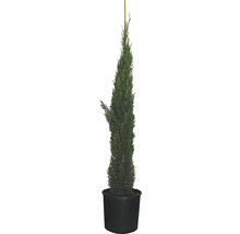FLORASELF Cypres Cupressus sempervirens 'Totem' potmaat Ø 30.5 cm H 125-150 cm