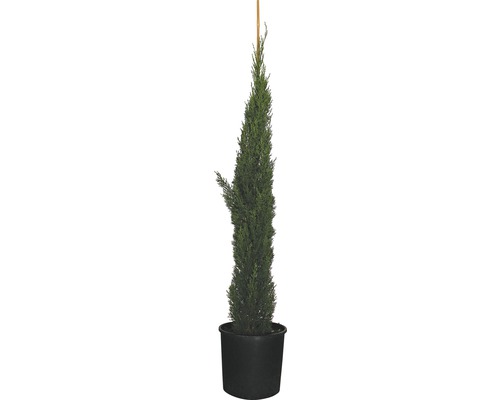 FLORASELF Cypres Cupressus sempervirens 'Totem' potmaat Ø 30.5 cm H 125-150 cm Zuilcipres in pot met houten stok