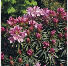 Rhododendronstruik met bloemen