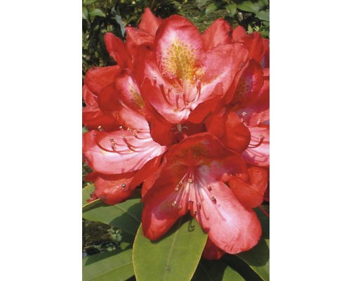 FLORASELF® Rhododendron Rhododendron hybriden 'Nova Zembla' potmaat Ø24 cm Close-up van een rode rododendronbloem