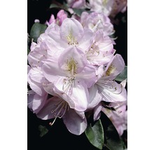 Close-up van rhododendronbloemen