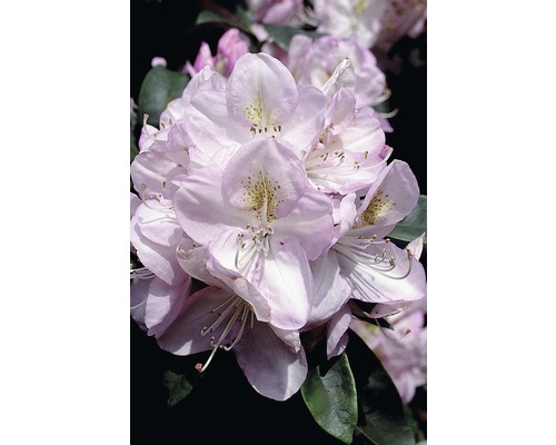 FLORASELF® Rhododendron Rhododendron hybriden 'Gomer Waterer' potmaat Ø26 cm Close-up van rhododendronbloemen