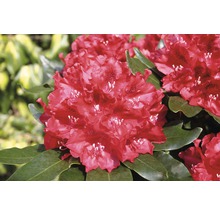 Close-up van een Rhododendronbloem met bladeren