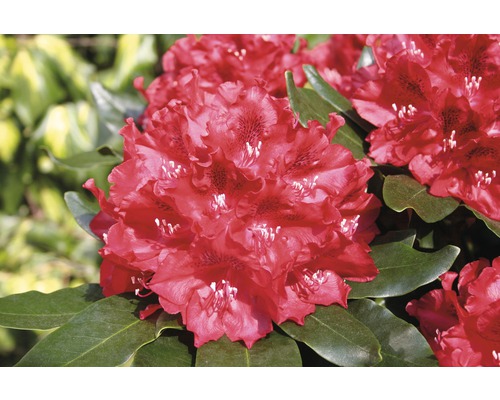 FLORASELF® Rhododendron Rhododendron hybriden 'Cherry Kiss' potmaat Ø21 cm Close-up van een Rhododendronbloem met bladeren