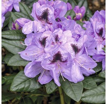 Close-up van een paarse rododendronbloem met donkere tekening