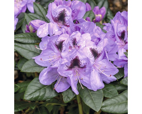 FloraSelf Rhododendron Rhododendron Hybride 'Metallica' potmaat Ø 24 cm H 30-40 cm