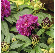 Close-up van een rododendronplant met bloemen en knoppen