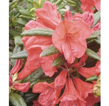 FLORASELF® Rhododendron Rhododendron hybriden 'Elisabeth' potmaat Ø21 cm-thumb-0