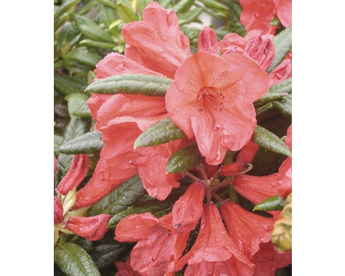 FLORASELF® Rhododendron Rhododendron hybriden 'Elisabeth' potmaat Ø21 cm-0