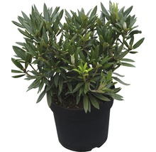 FLORASELF® Rhododendron Rhododendron hybriden 'Blueberry' potmaat Ø21 cm-thumb-0