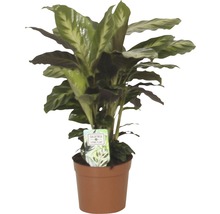 Calathea kamerplant in pot