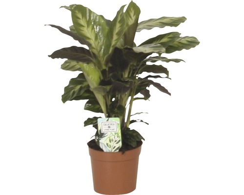 FLORASELF Calathea Calathea-Cultivars 'Misto' potmaat Ø 12.0 cm H 35-45 cm Calathea kamerplant in pot