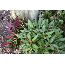 FLORASELF® Rhododendron Rhododendron hybriden 'Frambozenroze' potmaat Ø21 cm