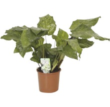 Calathea kamerplant in pot