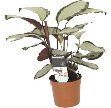 Plant in pot