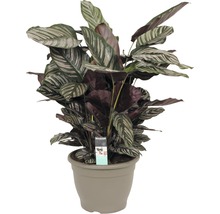Gebedsplant in pot