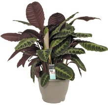Plant in pot met diverse bladmotieven