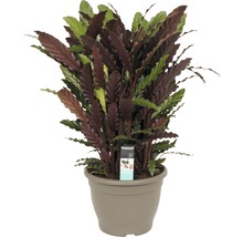 Gebedsplant in pot